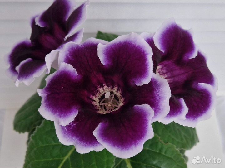 Глоксиния клубни и семена