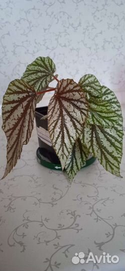 Комнатные растения, отводки