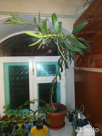 Олеандр розовый