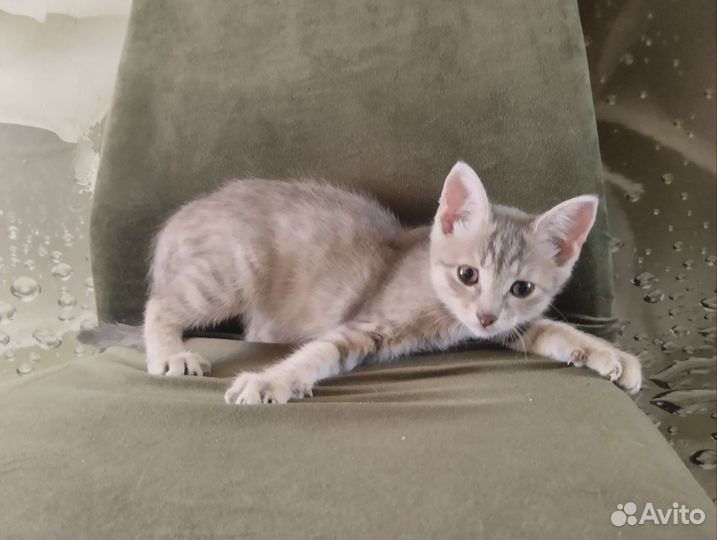 Котëнок в добрые руки