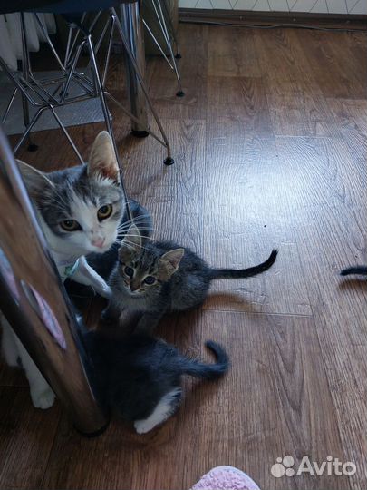 Котята от мышеловки