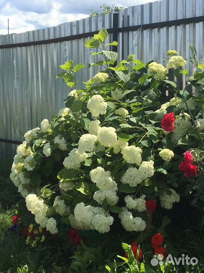 Гортензия и другие растения, кустарники