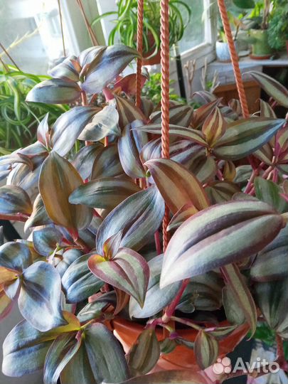 Хлорофитум, традесканции, стрепоткарпус