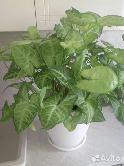 Детки сортовых фиалок