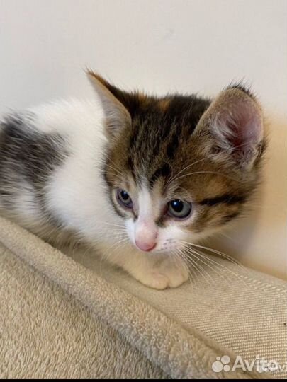 Кошка в добрые руки