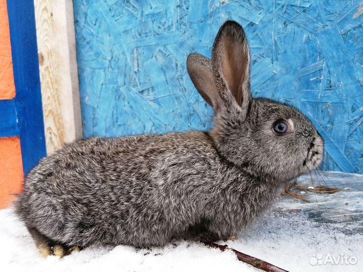 Продам кроликов