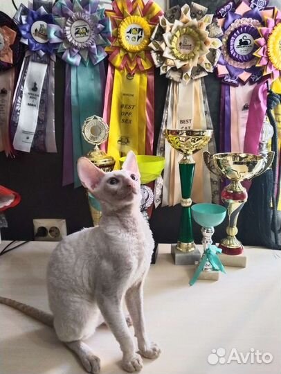 Котята корниш-рекс