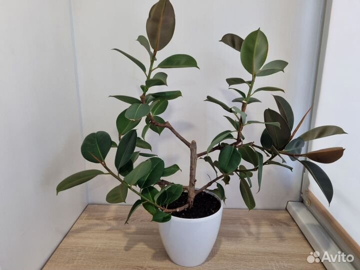 Фикус каучуконосный