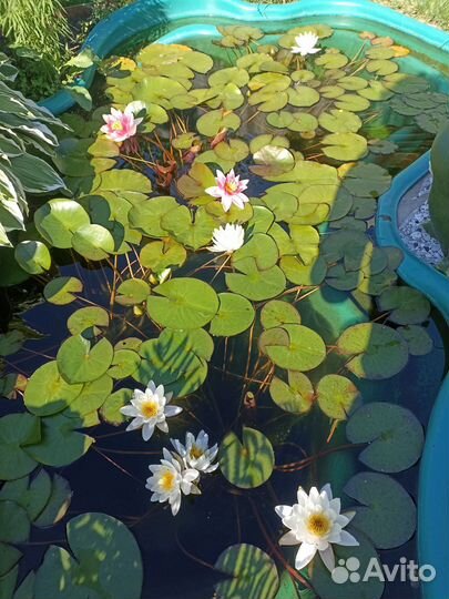 Лилия белая Нимфея