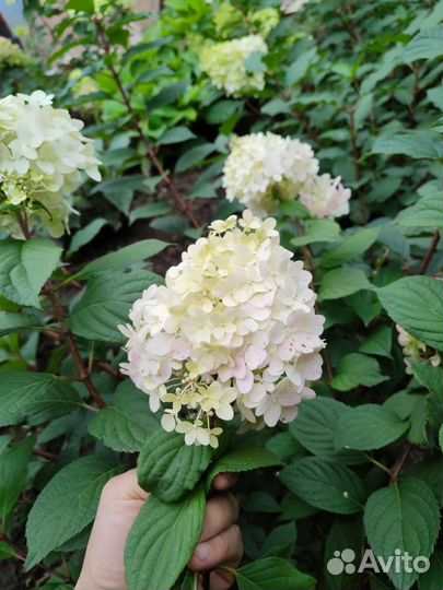 Гортензия метельчатая