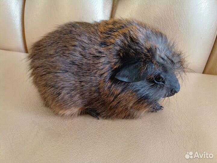 Морские свинки болдуины