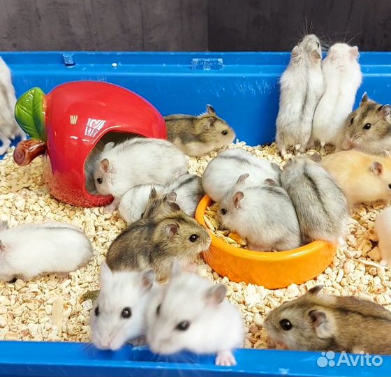 Джунгарский хомяк