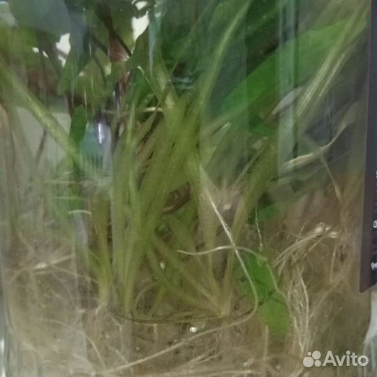 Водоросли для аквариума