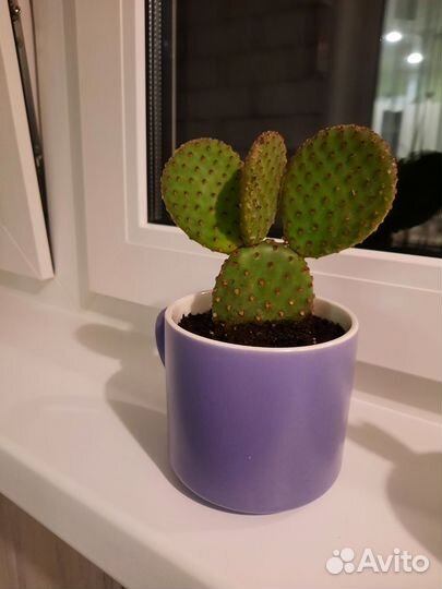 Кактусы и суккуленты