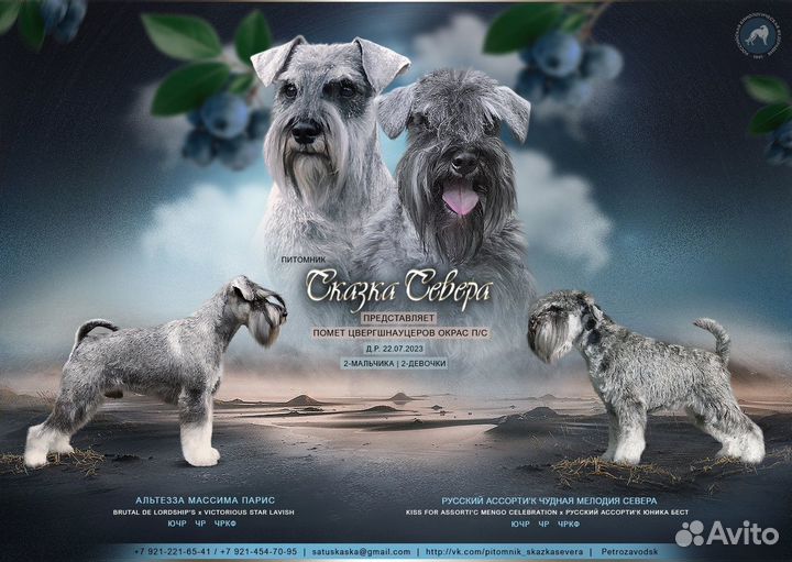 Щенки цвергшнауцера