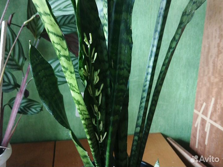 Сансевиерия