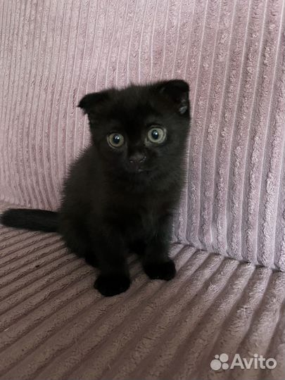 Британский котенок