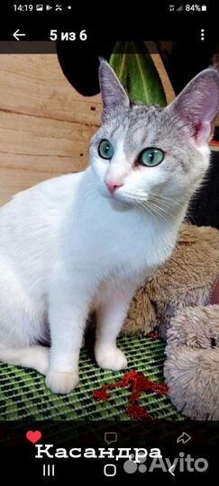 Отдам кошечку Кассандру