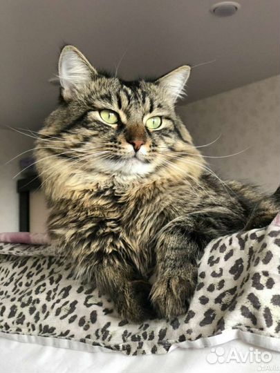 Сибирский котенок девочка 2 месяца