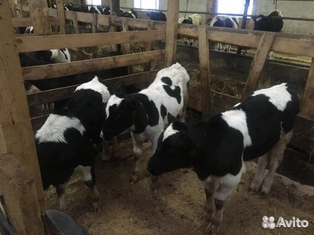 Телята бычкимясного направления С доставкой на дом