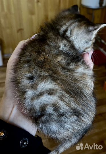 Котёнок (девочка)