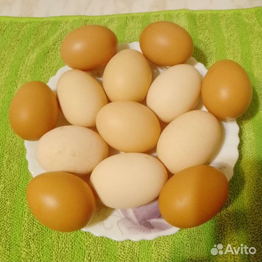 Домашние куриные яйца