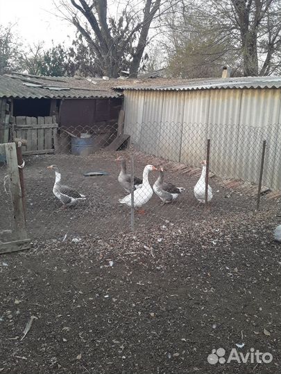 Продам птицу гуси 5голов цесарки 15г этого года