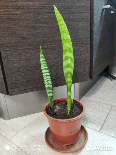 Сансевиерия (тещин язык, щучий хвост)