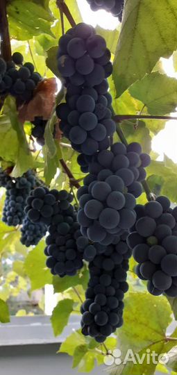 Винный виноград Изабелла