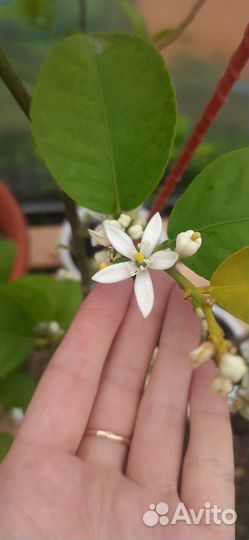 Цитрусовые деревья