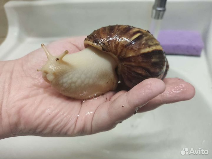 Отдам бесплатно