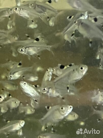 Аквариумная рыбка