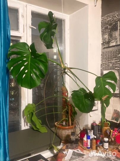 Монстера взрослая