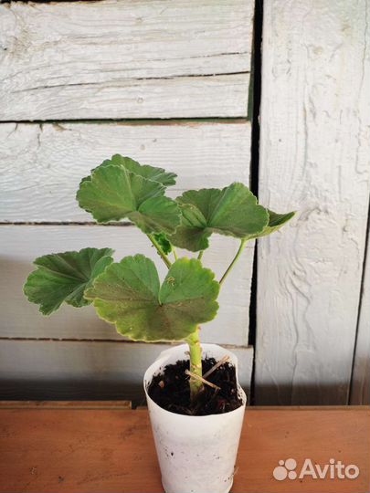 Пеларгония герань, комнатные растения