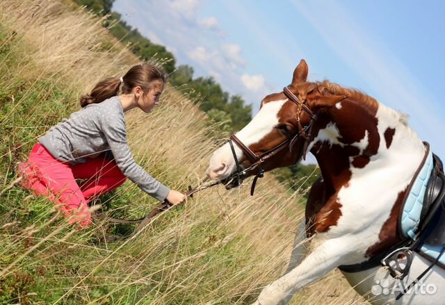 На лошади девушка конкур. Принимаете на лошади. Принимаете на лошади. Horse neighs. Конная ферма.