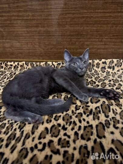 Русская голубая