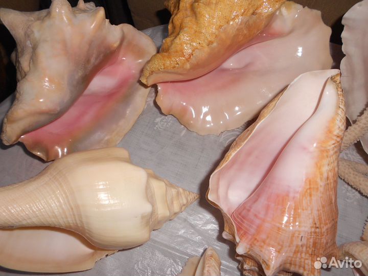 Морские раковины разные