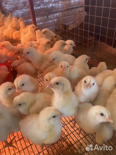 Муларды, гусята, индюшата, утята, бройлер, куры