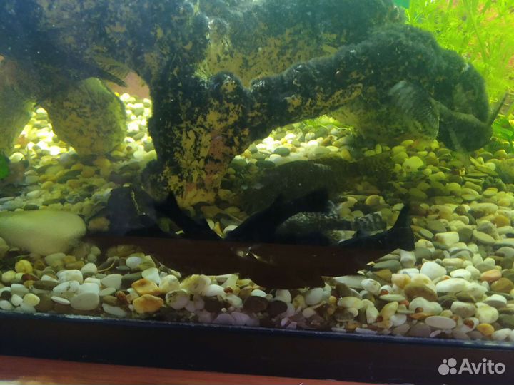 Аквариумные рыбки