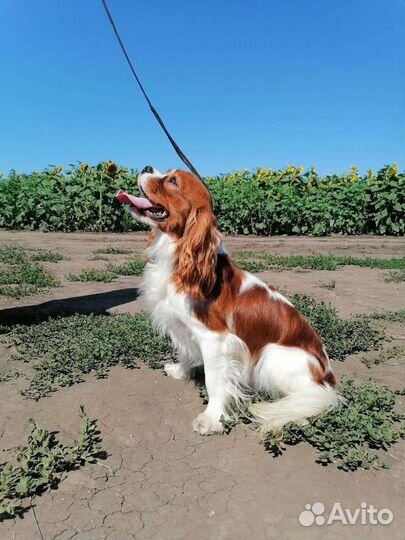 Вязка Кавалер Кинг Чарльз Спаниель