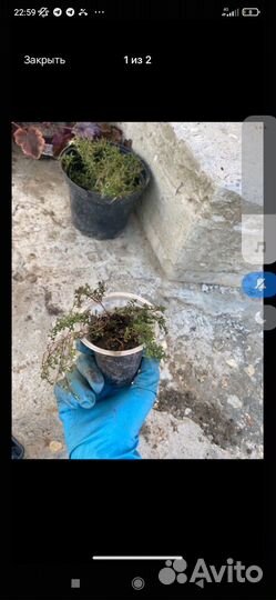 Тимьян ползущий мини сорт