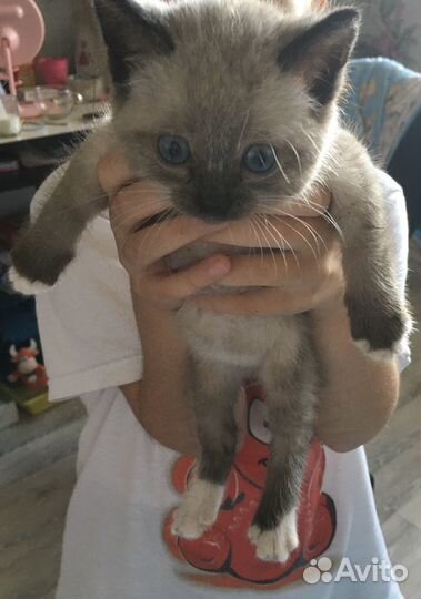 Сиамский котёнок