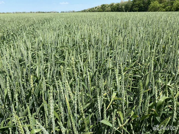 Элитные семена пшеницы