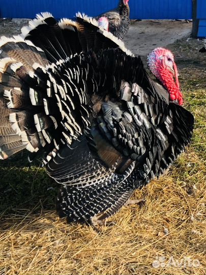 Индюк породы Бронза