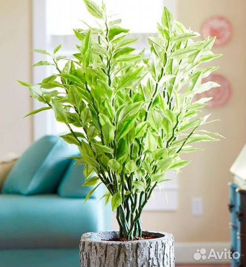 Педилантус (комнатное растение)