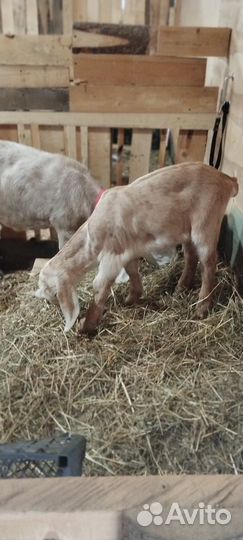 Коза нубийская