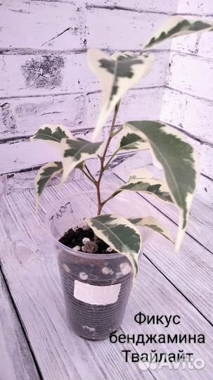 Растения комнатные