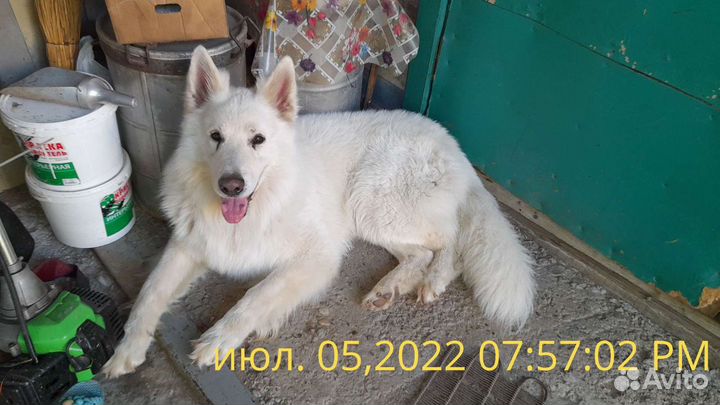 Передержка животных