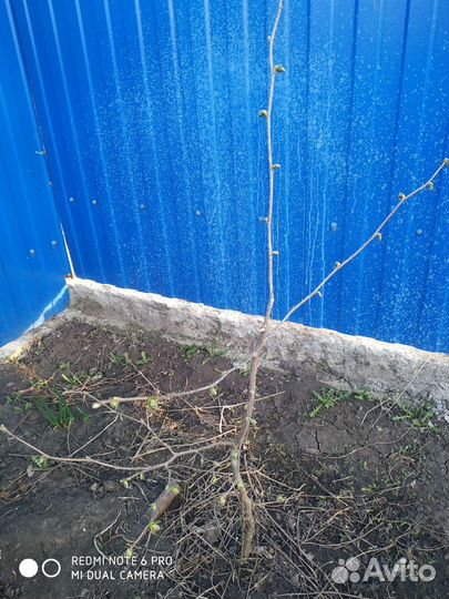 Саженцы фундука