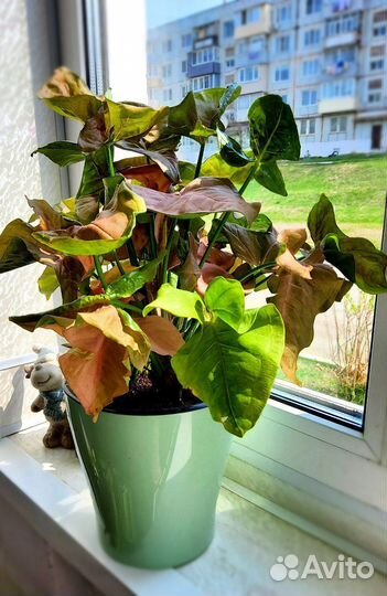 Сингониумы разные